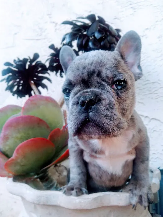 La Costa Animal Hospital 12