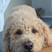 Advanced Veterinary Care of San Elijo ico
