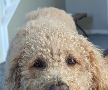 Advanced Veterinary Care of San Elijo