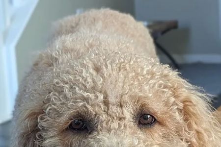 Advanced Veterinary Care of San Elijo