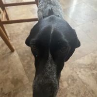 VCA Aviara Animal Hospital ico