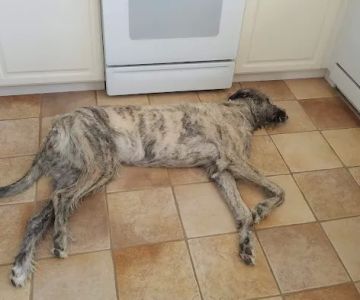 Banfield Pet Hospital