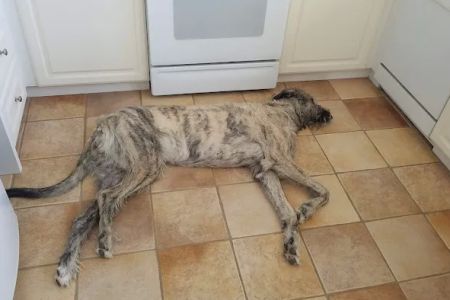 Banfield Pet Hospital