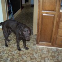 Rancho Bernardo Veterinary Clinic ico