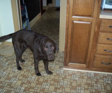 Rancho Bernardo Veterinary Clinic