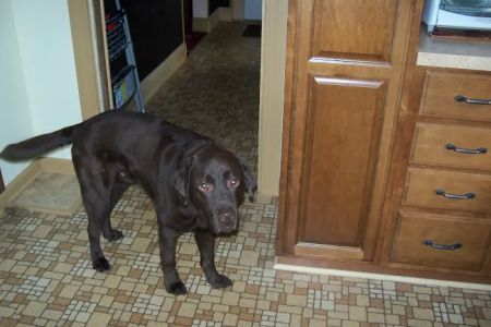 Rancho Bernardo Veterinary Clinic