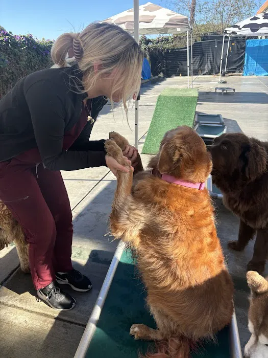 Dr. Boyd's Pet Resort 12
