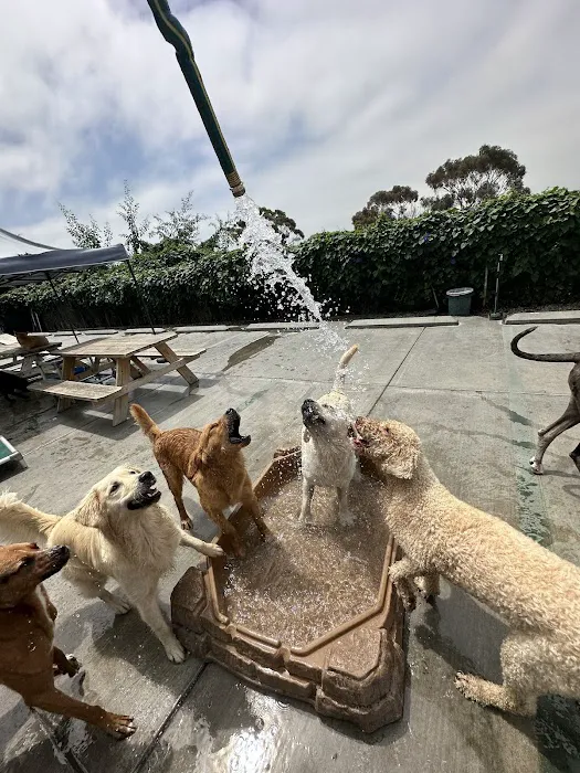 Dr. Boyd's Pet Resort 12