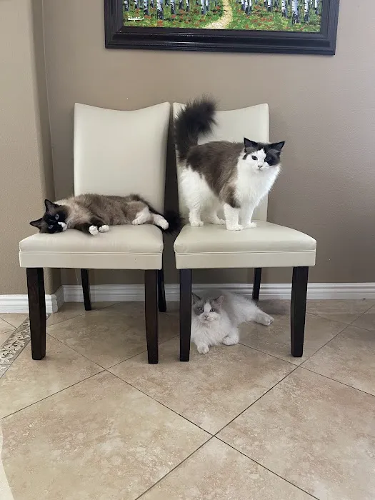 Ragdoll Kittens by Ragmeister Ragdolls 12