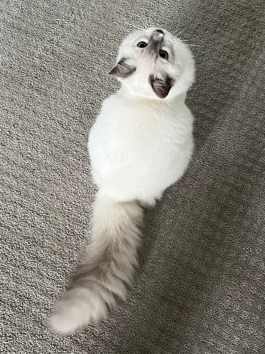 Ragdoll Kittens by Ragmeister Ragdolls 12