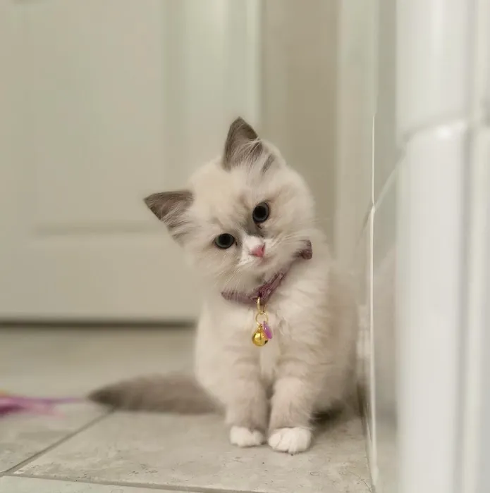 Ragdoll Kittens by Ragmeister Ragdolls 12