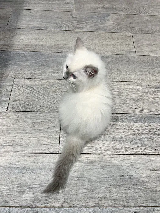 Ragdoll Kittens by Ragmeister Ragdolls 12