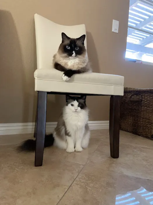 Ragdoll Kittens by Ragmeister Ragdolls 12