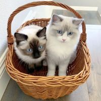 Ragdoll Kittens by Ragmeister Ragdolls ico