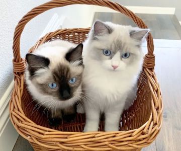 Ragdoll Kittens by Ragmeister Ragdolls
