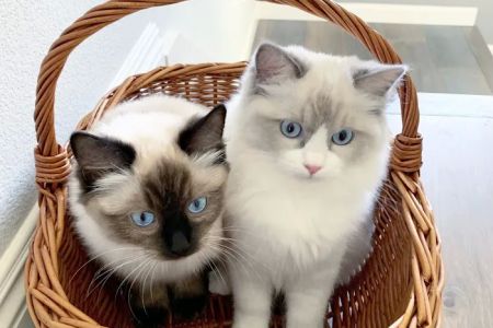 Ragdoll Kittens by Ragmeister Ragdolls