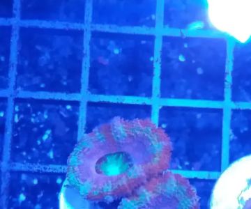 Fintastic Aquariums of Wake County Inc
