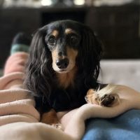 VCA Peninsula Animal Hospital ico