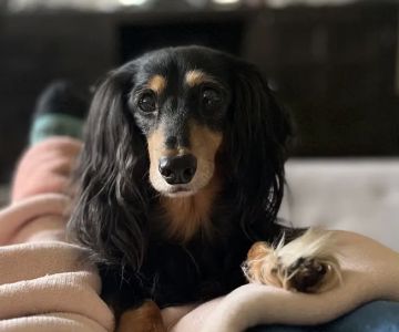 VCA Peninsula Animal Hospital