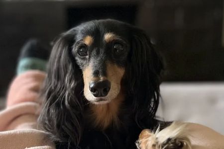 VCA Peninsula Animal Hospital
