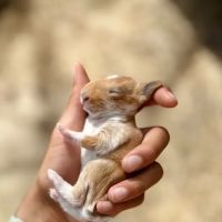 Green Ember Rabbitry ico