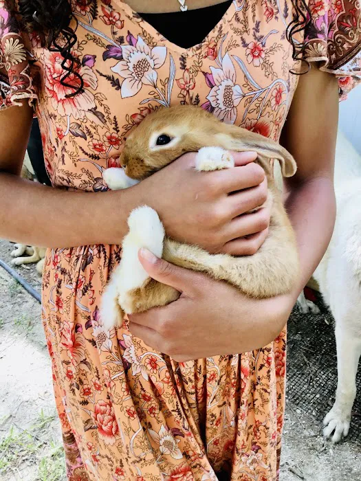Green Ember Rabbitry 9