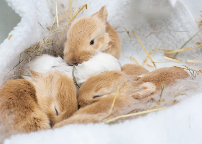 Green Ember Rabbitry 8