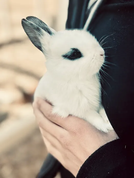 Green Ember Rabbitry 10