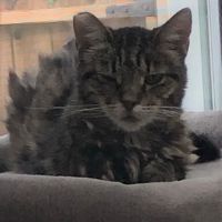 Home Sweet Home Veterinary Housecalls ico