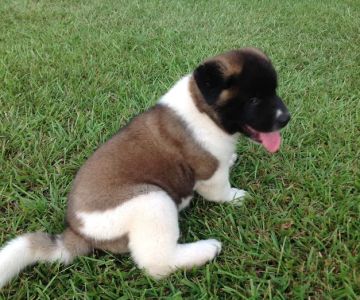 Twin OAK AKITAS