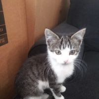 Mallard Point Veterinary Clinic ico