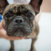 Pine Bluff Animal Hospital ico
