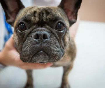 Pine Bluff Animal Hospital