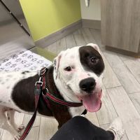 Meadowlands Veterinary Hospital ico