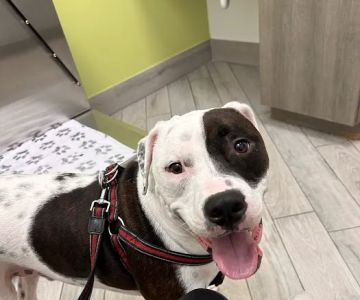 Meadowlands Veterinary Hospital