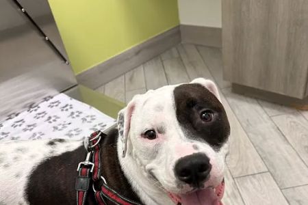 Meadowlands Veterinary Hospital