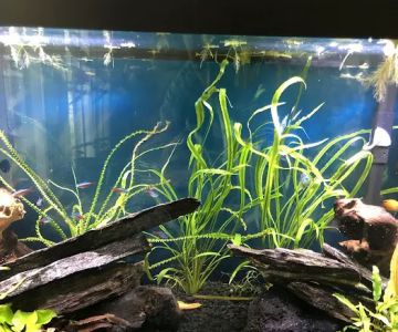 Aquascapes Aquarium Maintenance