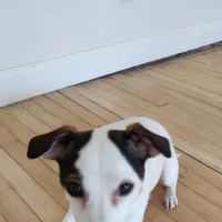 Hackensack Animal Hospital ico