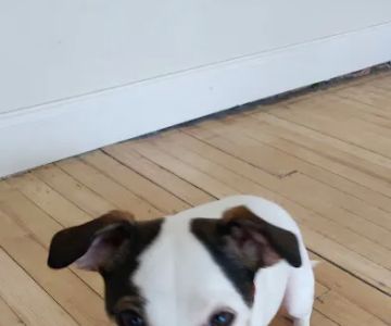 Hackensack Animal Hospital