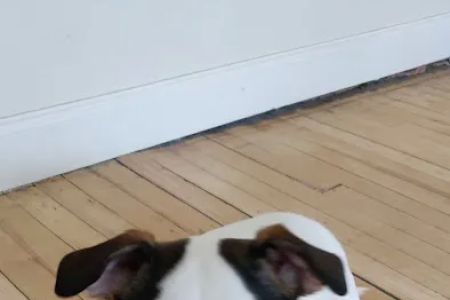 Hackensack Animal Hospital