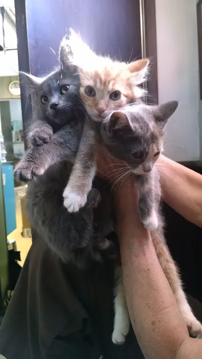 Hackensack Animal Hospital 12