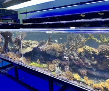 Reef Keepers Aquarium, Inc.