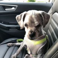 Oradell Veterinary Group of Hasbrouck Heights ico