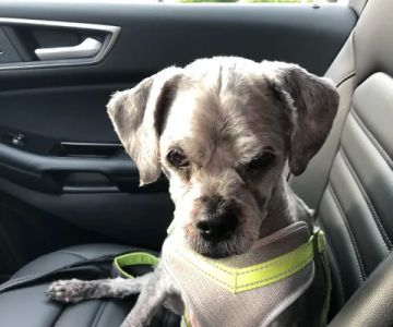 Oradell Veterinary Group of Hasbrouck Heights