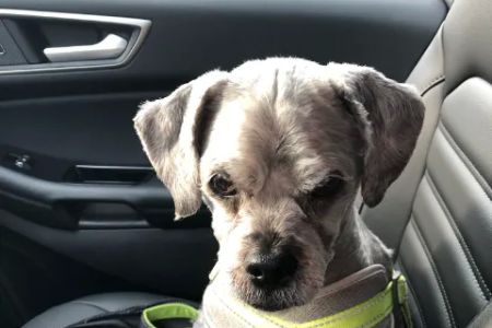 Oradell Veterinary Group of Hasbrouck Heights