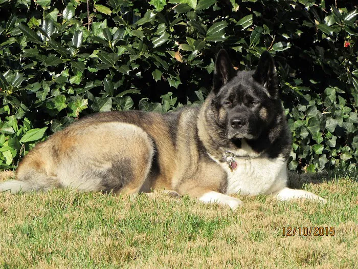 Oradell Veterinary Group of Hasbrouck Heights 8