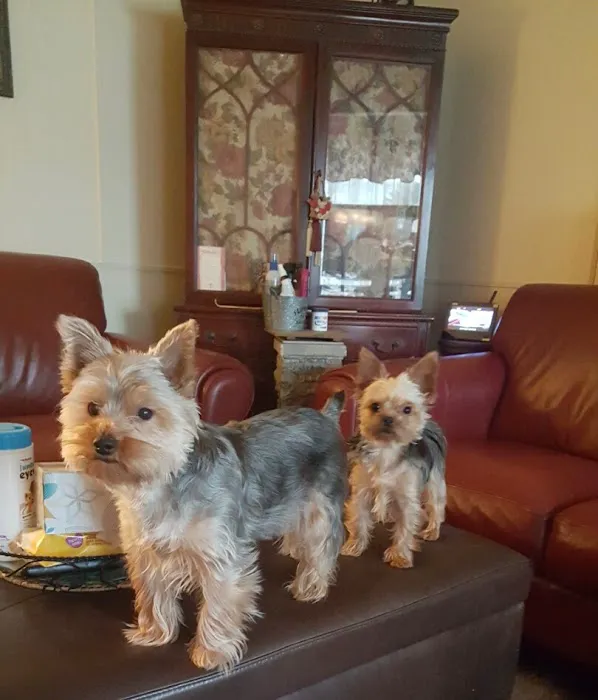 Oradell Veterinary Group of Hasbrouck Heights 6