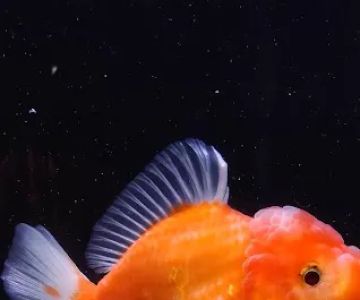 Tsugi Goldfish