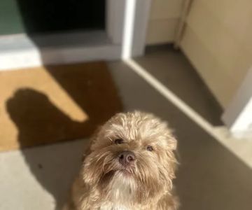 Pet Mania