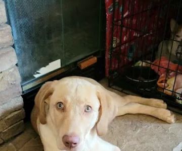 Just Dog People
